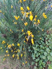 Cytisus scoparius