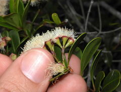 Syzygium ngoyense