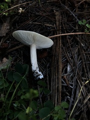 Melanoleuca