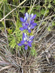 Lupinus pubescens