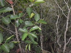 Austrobuxus clusiaceus