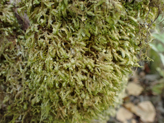 Homalia trichomanoides