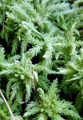 Sphagnum palustre