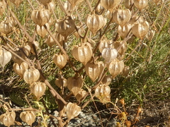 Physalis neomexicana