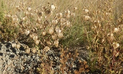 Physalis neomexicana
