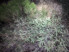 Ambrosia ambrosioides