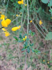 Cytisus scoparius
