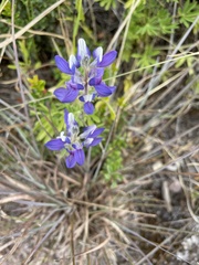 Lupinus pubescens