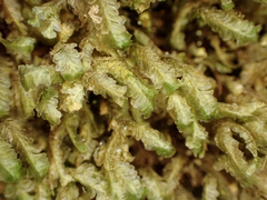 Homalia trichomanoides
