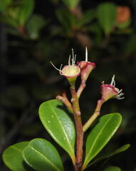 Syzygium ngoyense