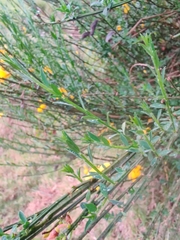 Cytisus scoparius