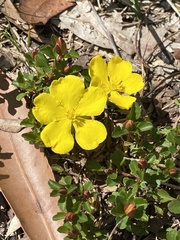 Hibbertia obtusifolia