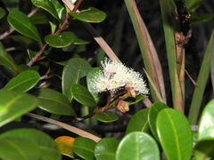 Syzygium ngoyense