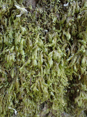 Homalia trichomanoides