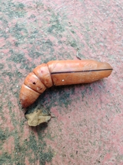 Daphnis nerii