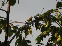 Cyclarhis gujanensis