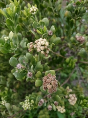 Baccharis dioica