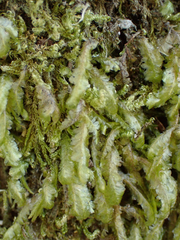 Homalia trichomanoides