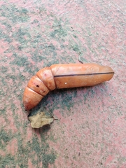 Daphnis nerii