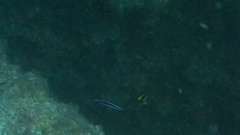 Labroides dimidiatus