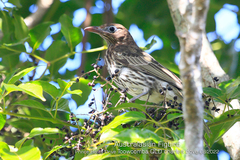 Sphecotheres vieilloti
