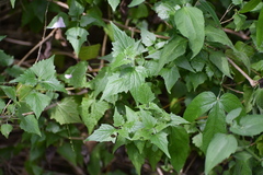 Tamaulipa azurea