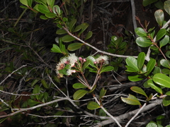 Syzygium ngoyense