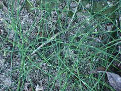 Equisetum scirpoides