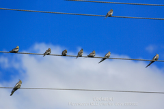 Nymphicus hollandicus