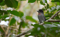 Pachyramphus aglaiae