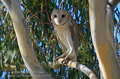 Tyto alba delicatula