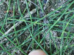 Equisetum scirpoides