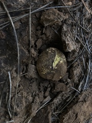 Rhizopogon