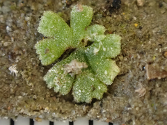 Riccia frostii