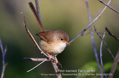 Malurus melanocephalus