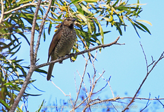 Sericulus chrysocephalus