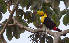 Ramphastos sulfuratus