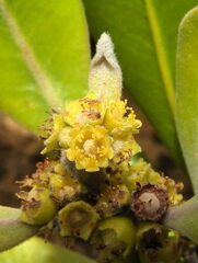 Tristaniopsis capitulata