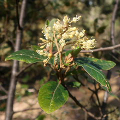 Pomaderris elliptica
