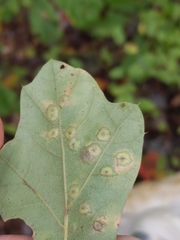 Polystepha pustuloides