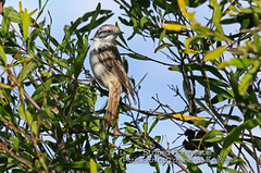 Plectorhyncha lanceolata