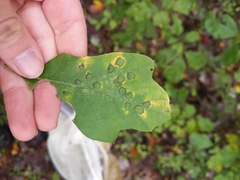 Polystepha pustuloides