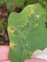 Polystepha pustuloides