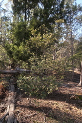 Pomaderris elliptica