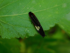 Coryptilum
