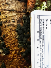 Jackrogersella multiformis