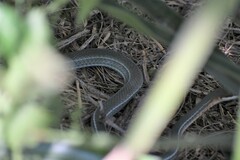 Masticophis schotti ruthveni