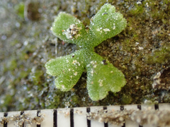Riccia frostii