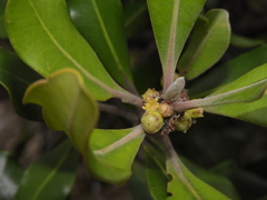 Tristaniopsis capitulata