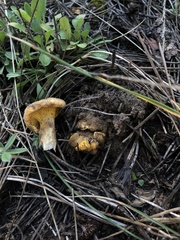 Cantharellus roseocanus
